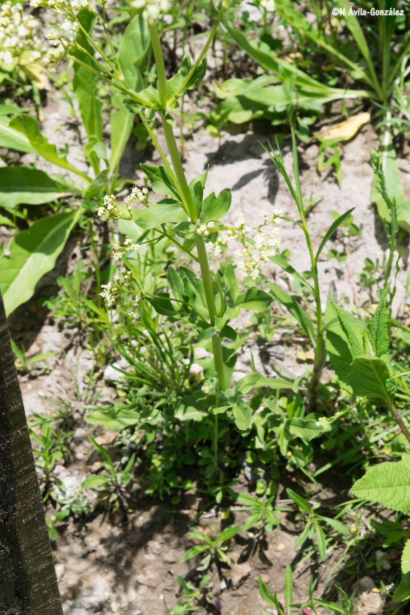 Image of Valeriana edulis subsp. procera