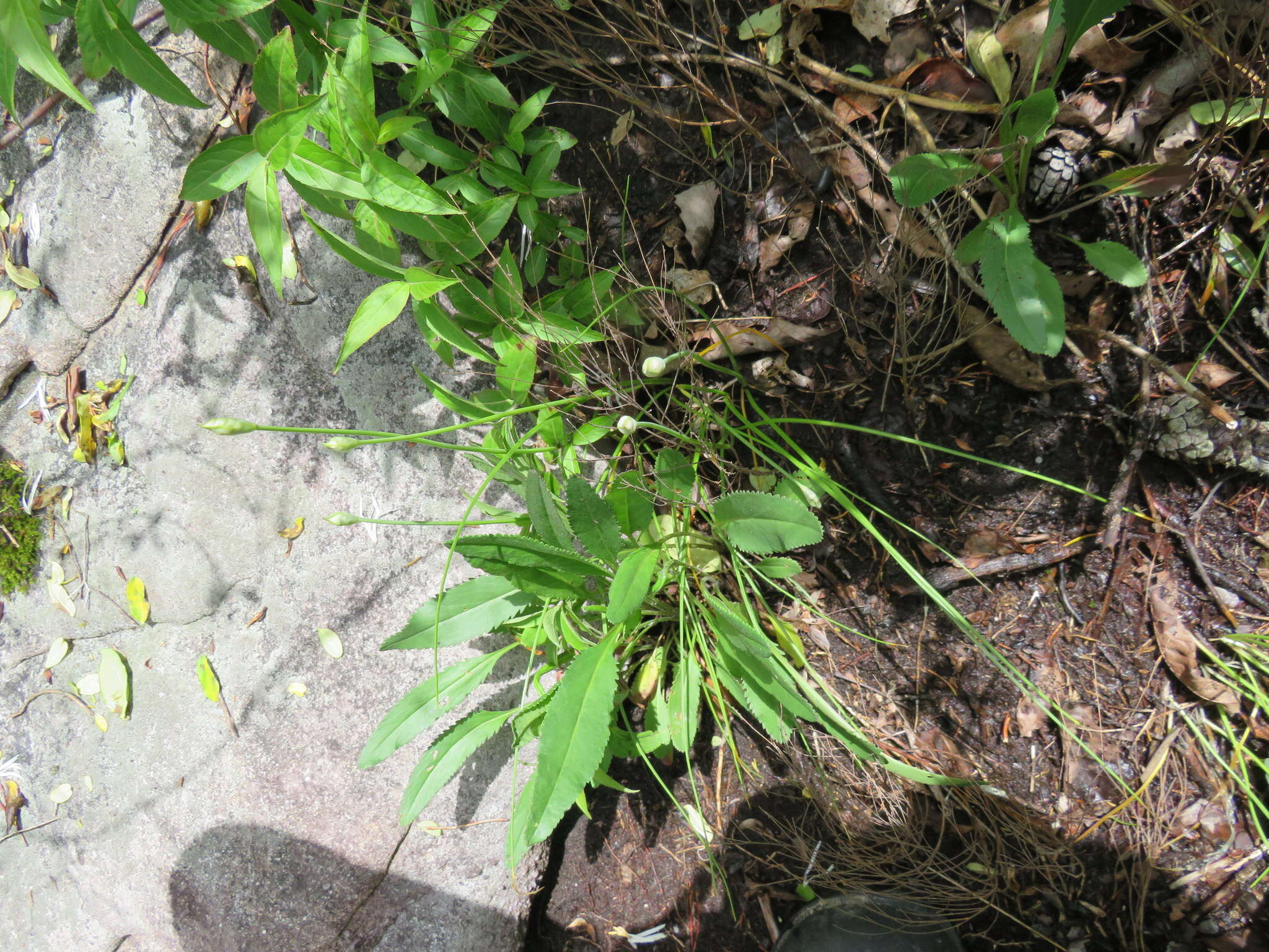 Image of Little River Canyon onion