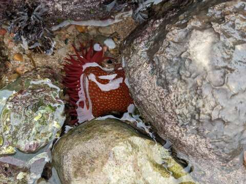 Image of Strawberry anemone