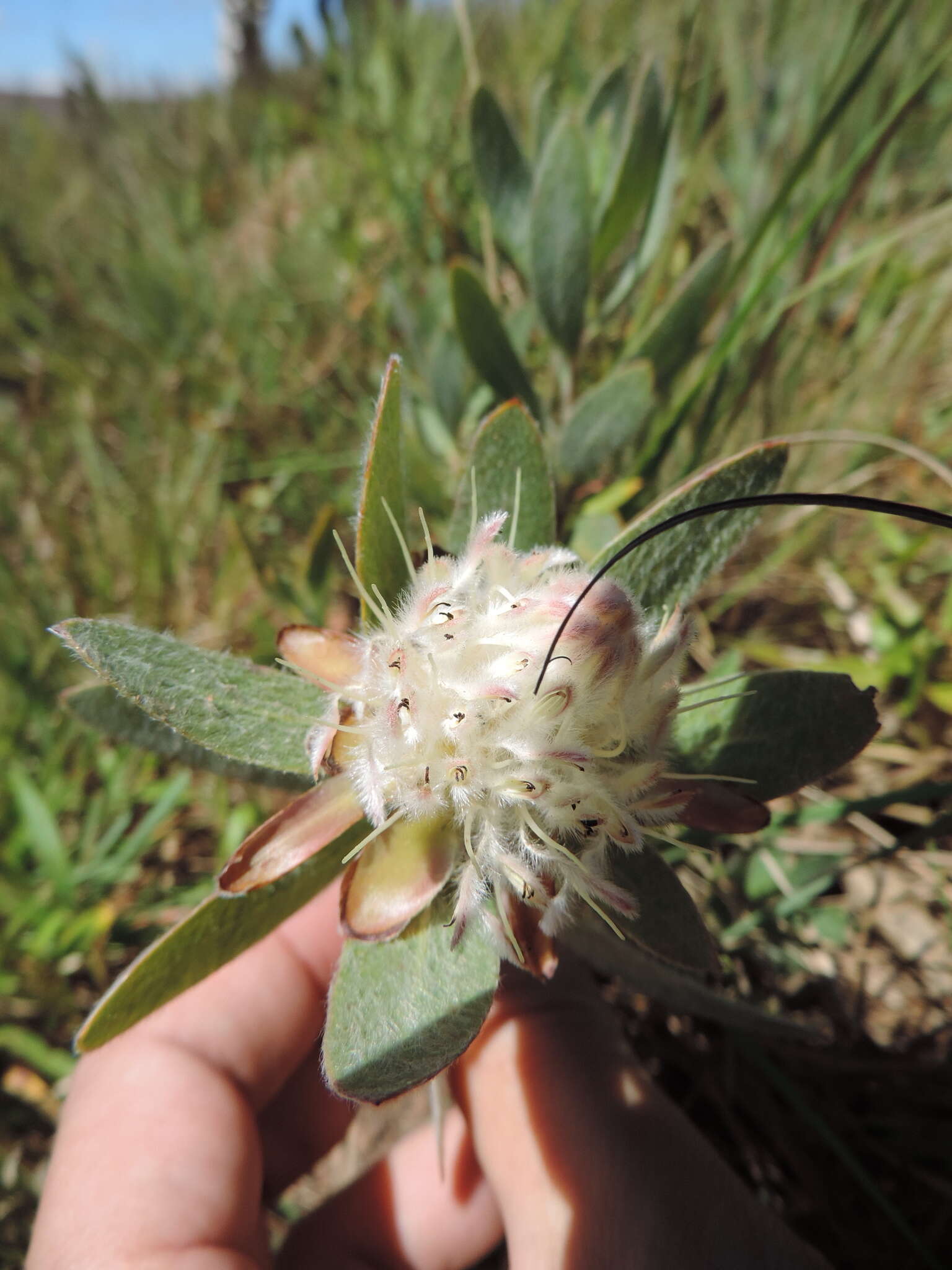 Image of Protea heckmanniana Engl.