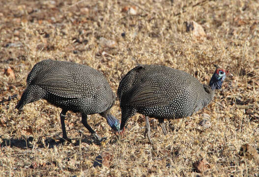 Image of Arid Helmet Guineafowl