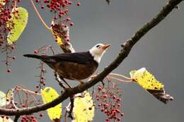 <i>Turdus niveiceps</i>的圖片