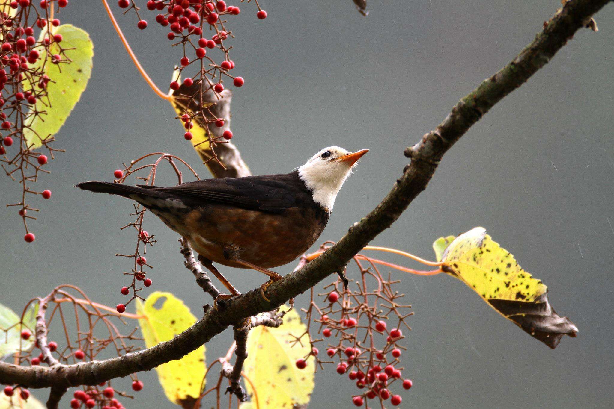 <i>Turdus niveiceps</i>的圖片