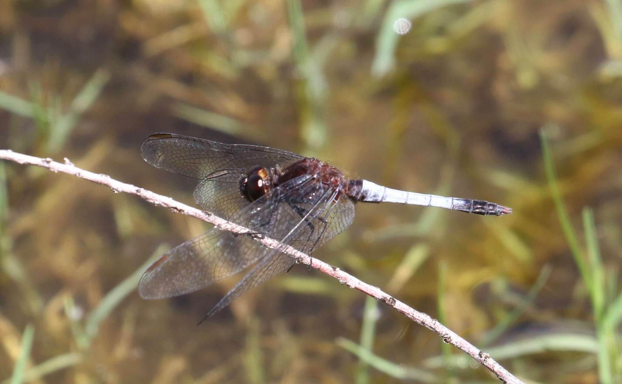 Sivun Erythrodiplax basifusca (Calvert 1895) kuva