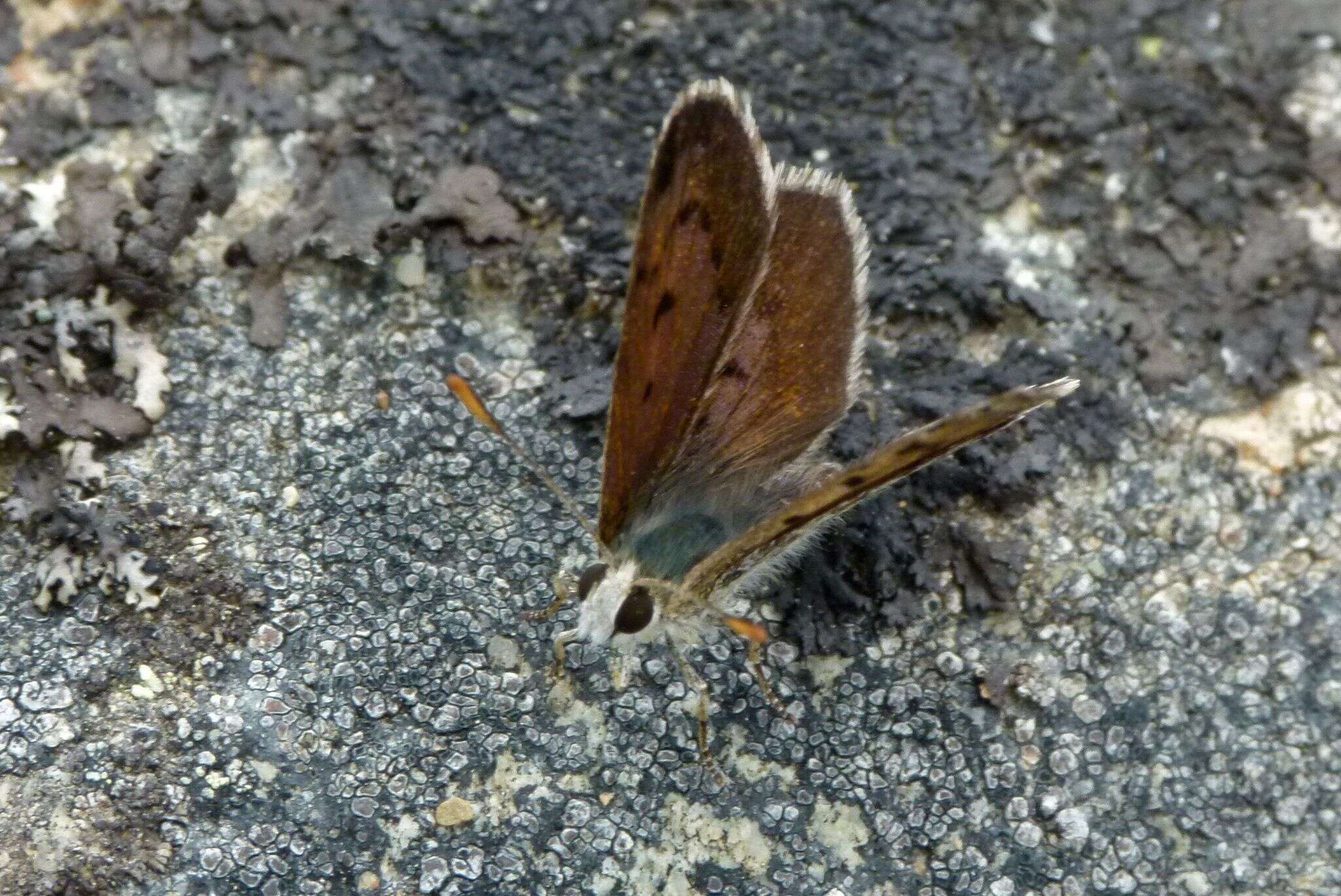 Image de Lycaena boldenarum White 1862