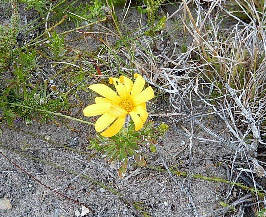 Image of Osteospermum scariosum var. integrifolium (Harv.) T. Norl.