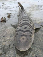 Image of Leopard Shark