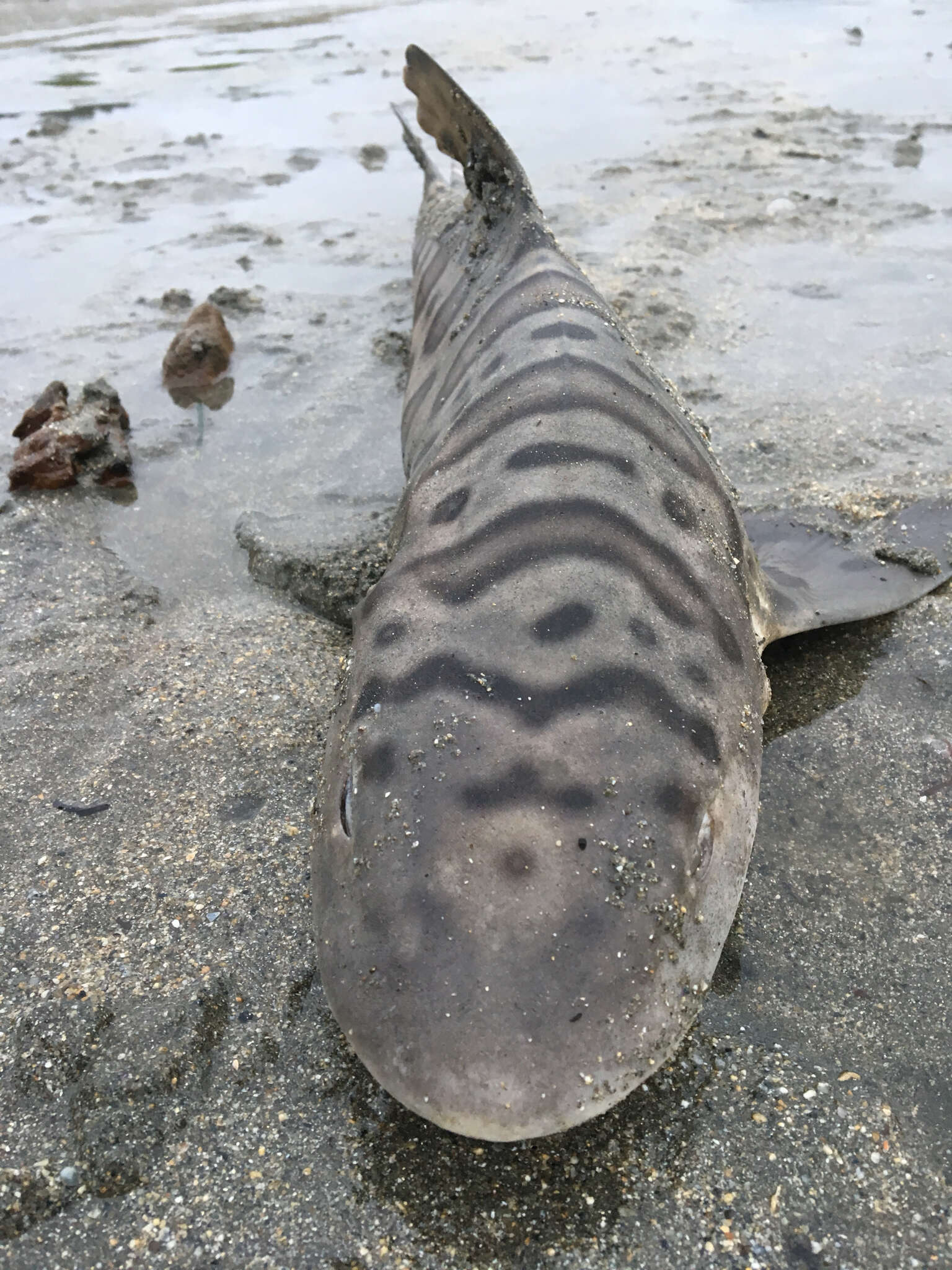 Image of Leopard Shark