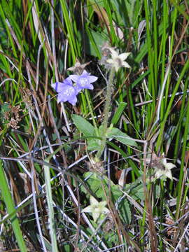 Imagem de Campanula alata Desf.