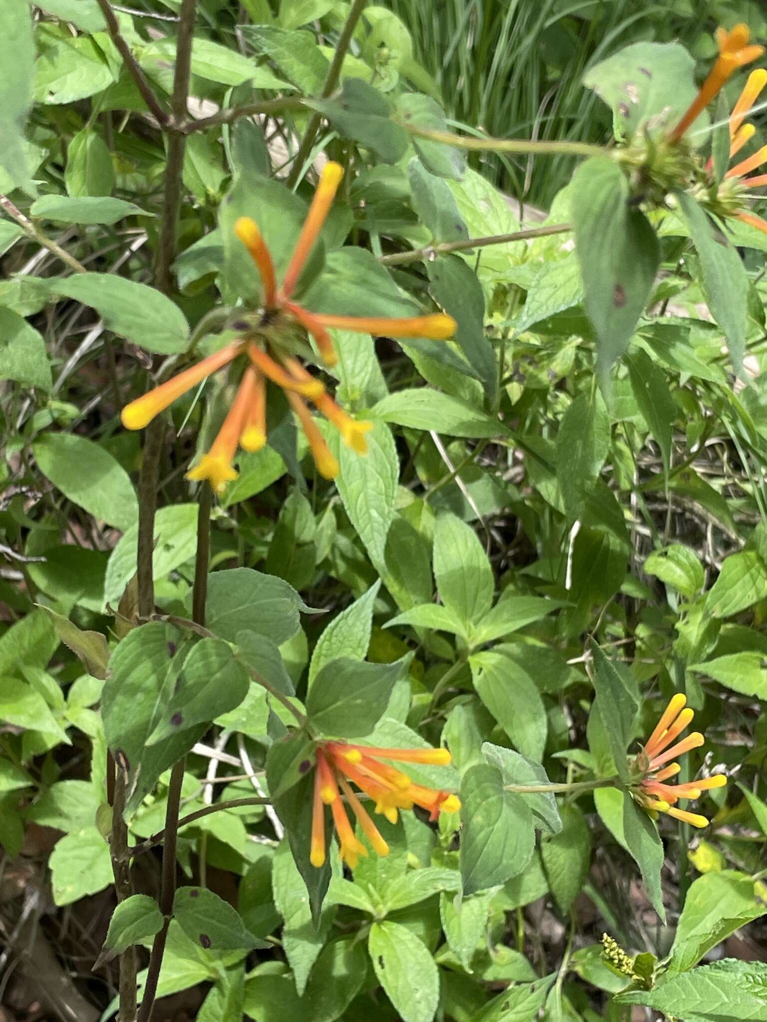 Plancia ëd Bouvardia laevis M. Martens & Galeotti