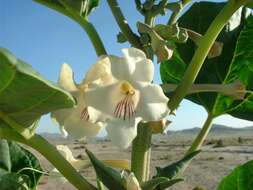 Image of Rogeria longiflora (Royen) J. Gay