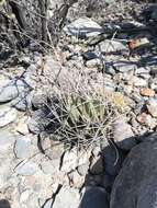 Image of Chihuahuan Fishhook Cactus