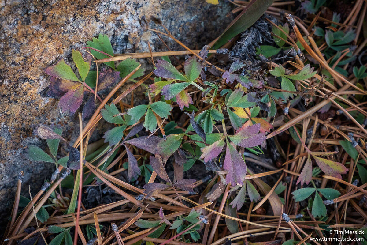 Imagem de Sibbaldia procumbens L.