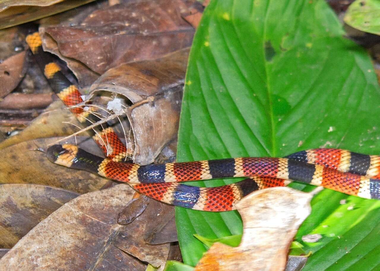 Image of Allen's Coral Snake