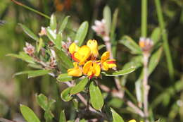 Слика од Pultenaea myrtoides Benth.