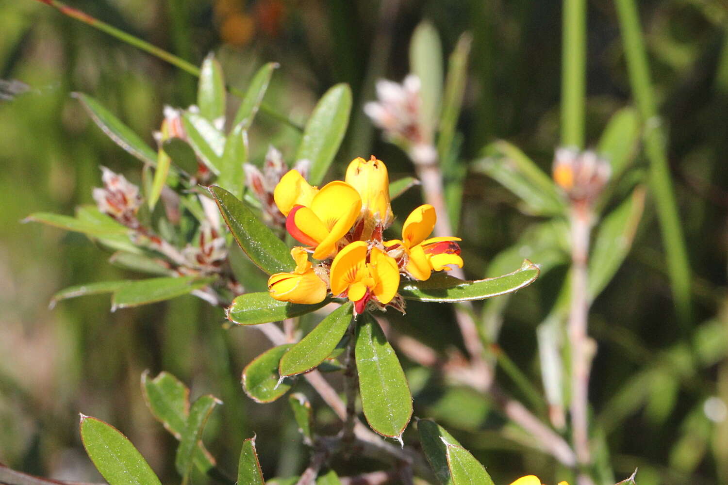 Слика од Pultenaea myrtoides Benth.