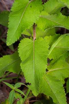 Image of Texas greeneyes