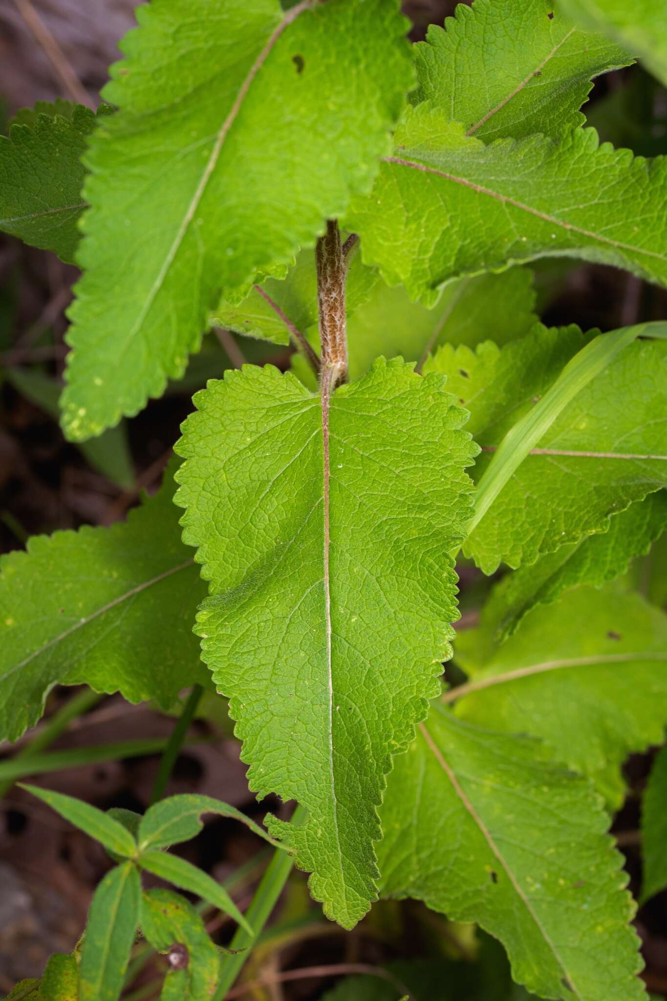 Image of Texas greeneyes