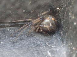 Image de Latrodectus geometricus C. L. Koch 1841