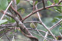 Image of Streak-necked Flycatcher