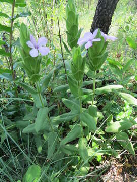 Imagem de Barleria ovata E. Mey. ex Nees