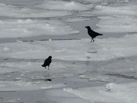 Image of Eastern Carrion Crow