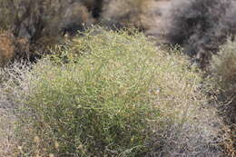 Image of Shrubby Alkali Desert Tansy-Aster