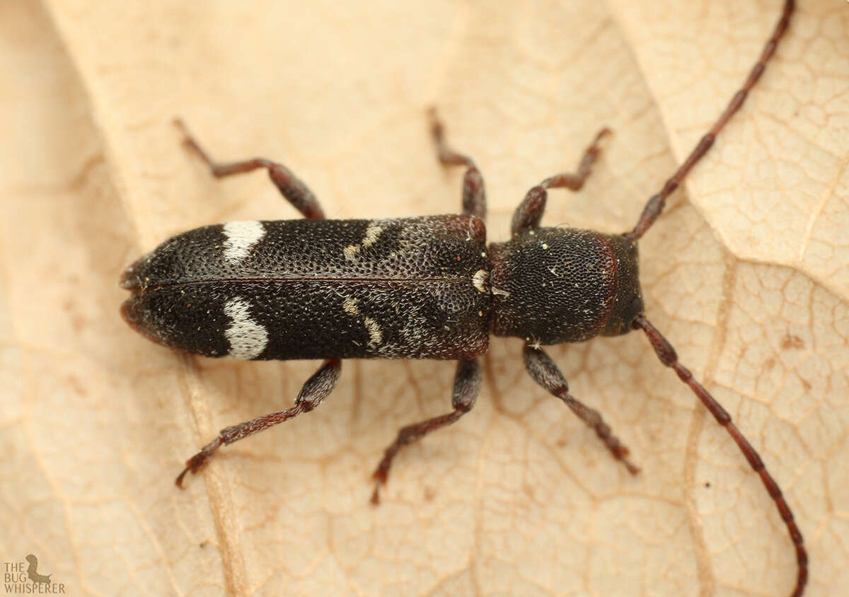 Image of Psenocerus