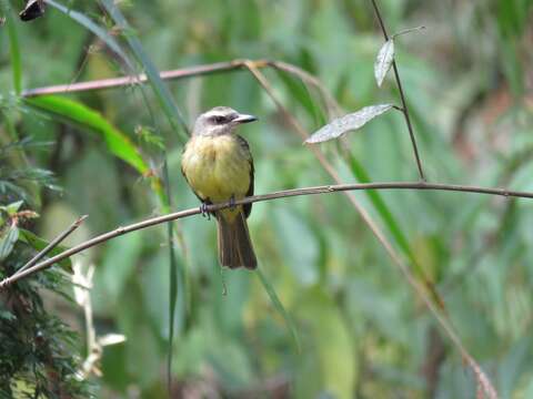 Image of Golden-crowned Flycatcher