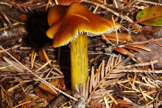 Image of Hygrocybe singeri (A. H. Sm. & Hesler) Singer 1958