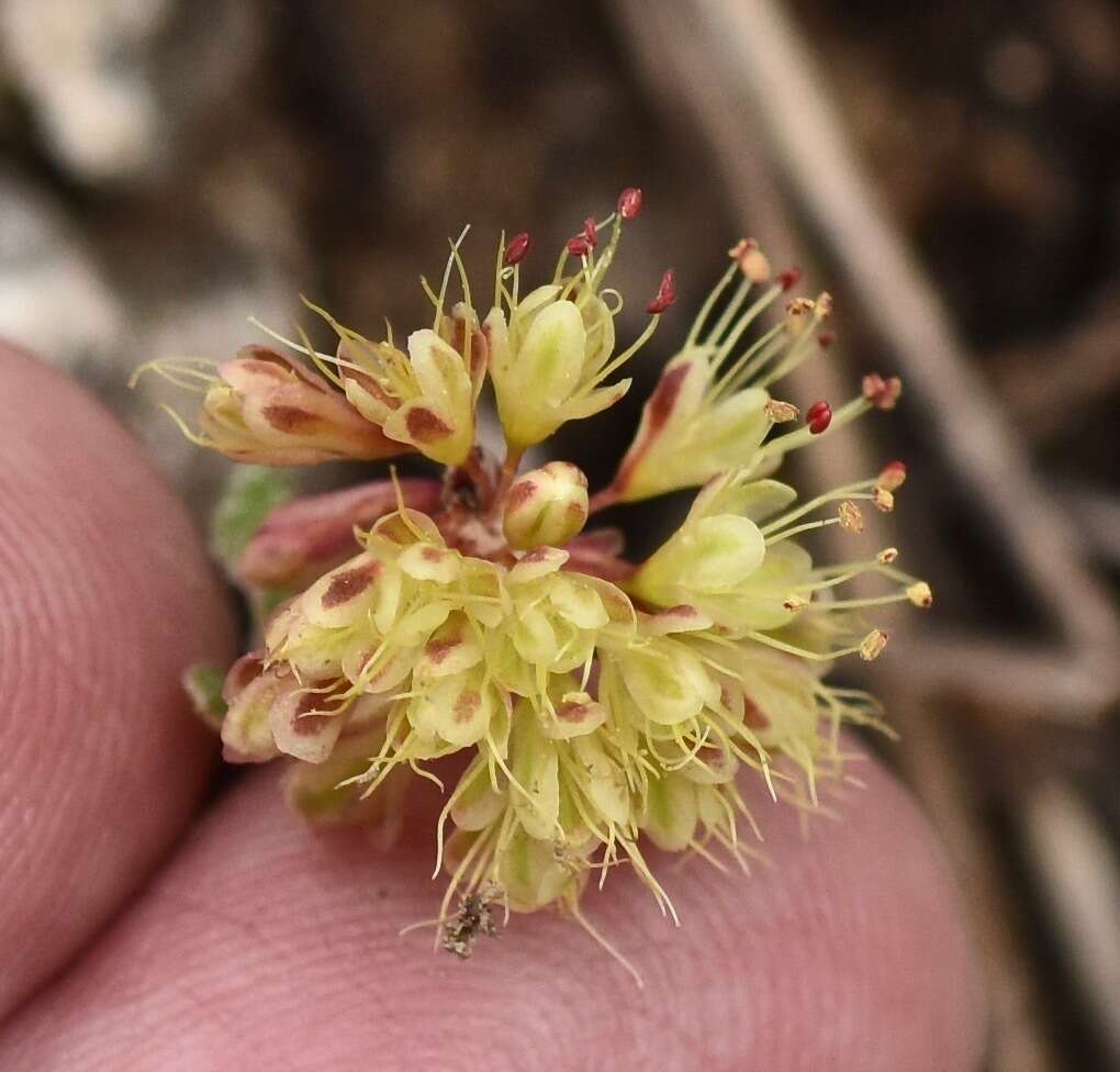 Image of sulphur-flower buckwheat