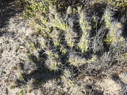 Image of Corynopuntia invicta (Brandegee) F. M. Knuth