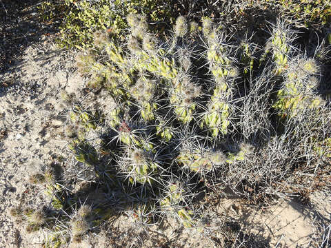 Corynopuntia invicta (Brandegee) F. M. Knuth resmi