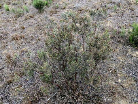 Слика од Elytropappus rhinocerotis (L. fil.) Less.