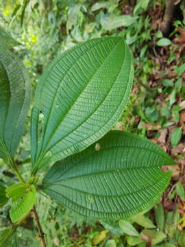 Слика од Henriettea cuneata (Standl.) L. O. Williams