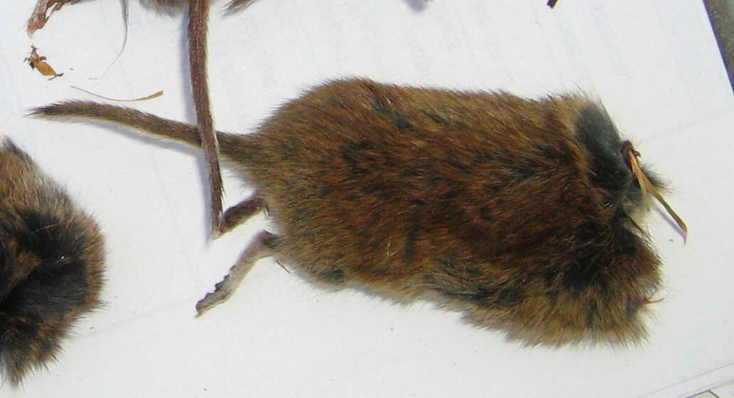 Image of Revillagigedo Island Red-backed Vole