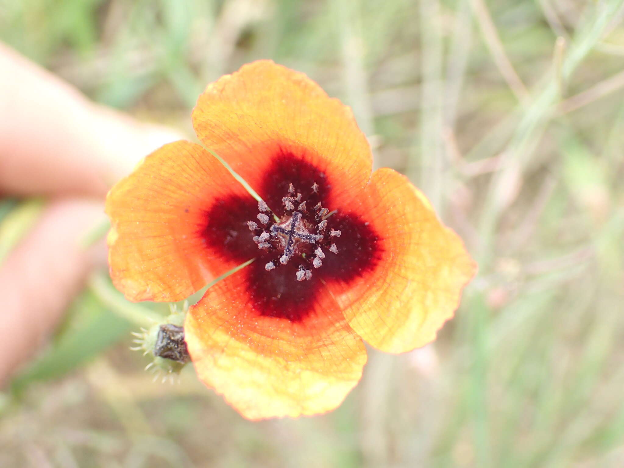 Image of Prickly Poppy