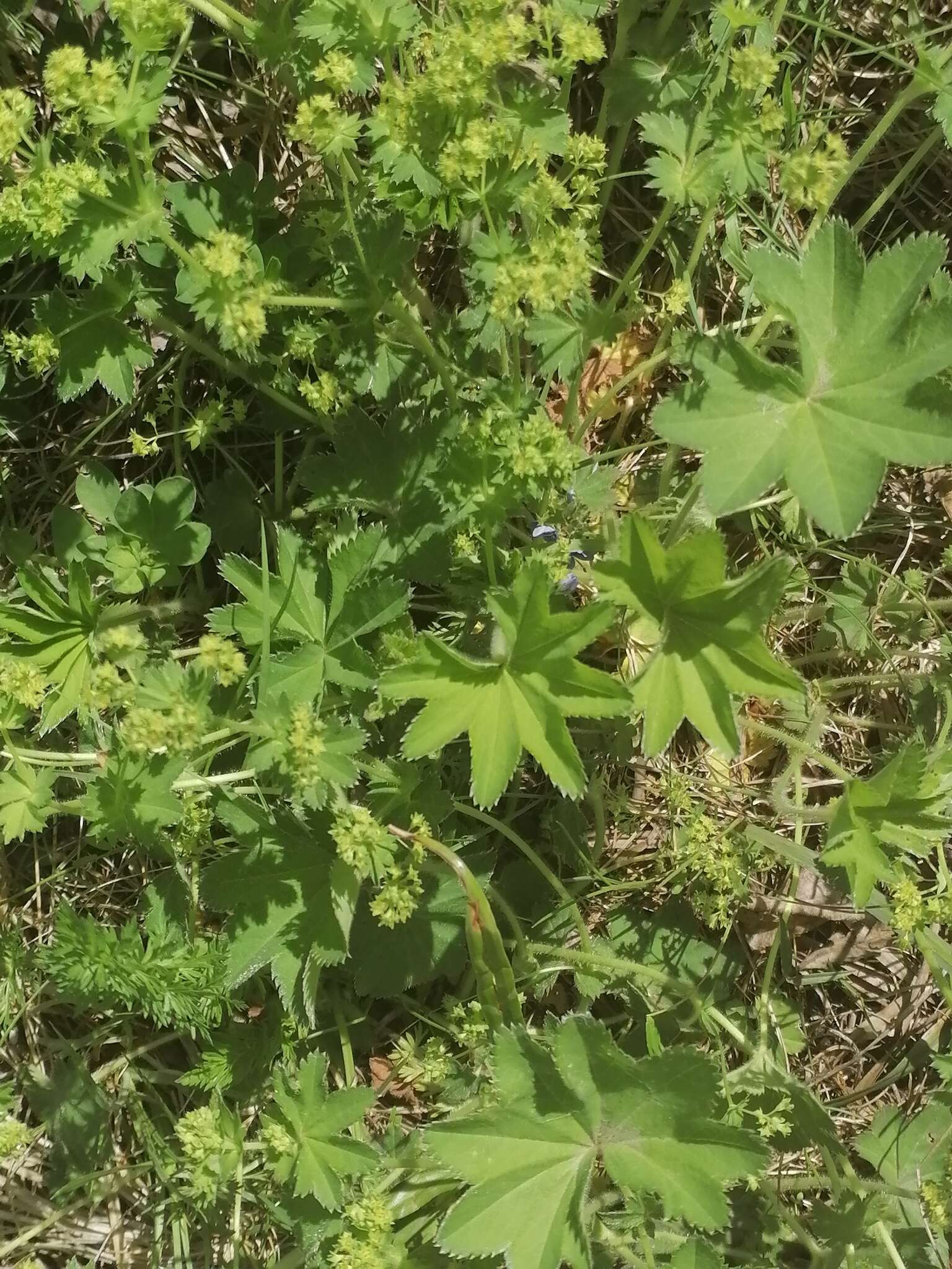 Image of Alchemilla micans Buser