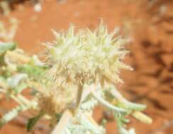 Слика од Tribulus occidentalis R. Br.