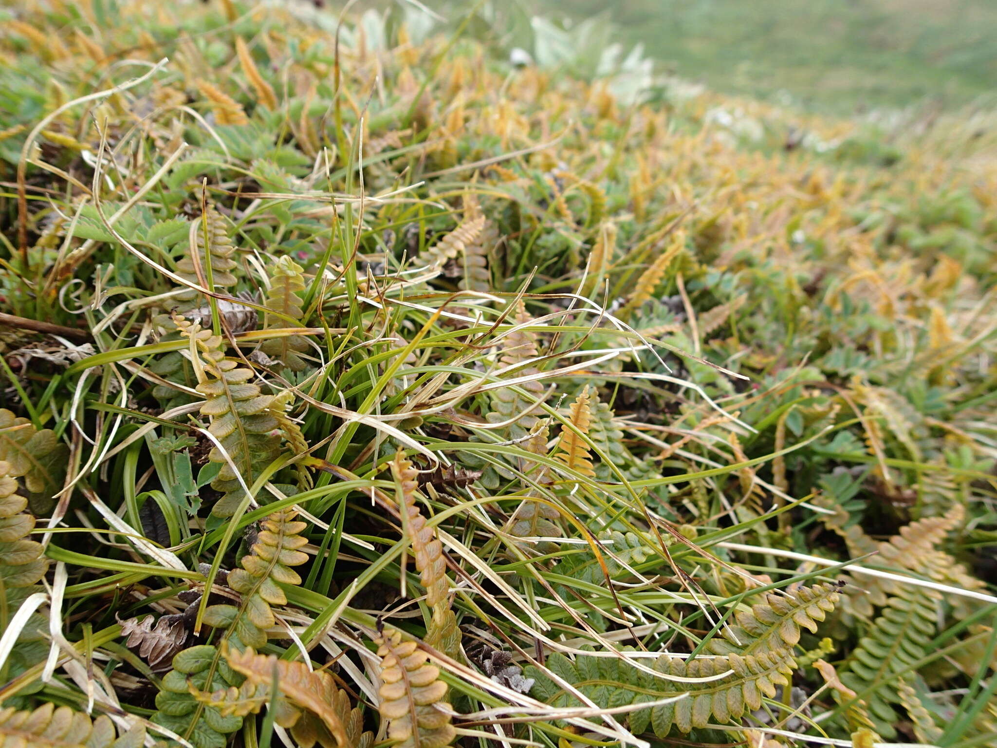 Image de Austroblechnum penna-marina subsp. penna-marina