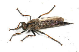 Image of Machimus sadyates (Walker 1849)