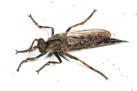 Image of Machimus sadyates (Walker 1849)