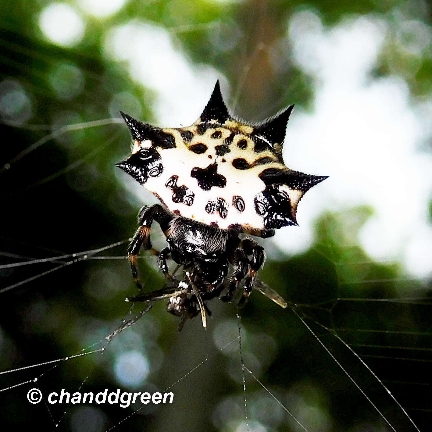 Image of Gasteracantha kuhli C. L. Koch 1837