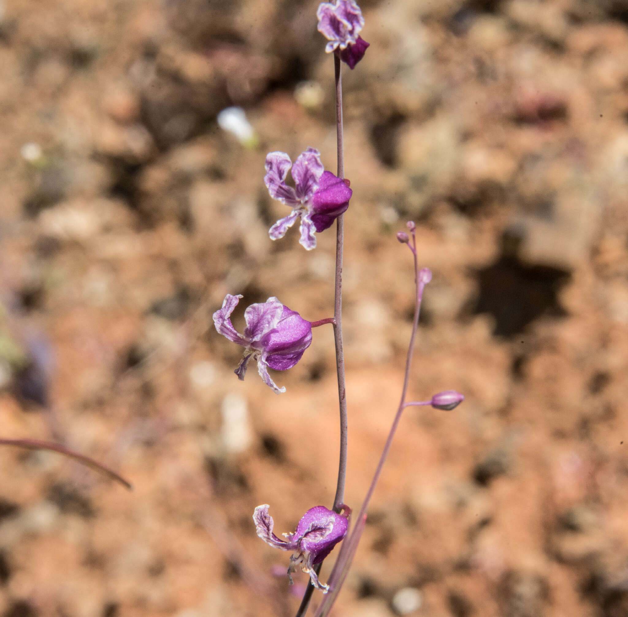 Image of Streptanthus glandulosus subsp. hoffmanii (Kruckeberg) M. Mayer & D. W. Taylor