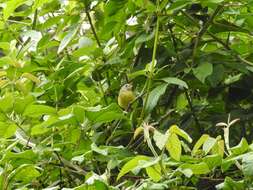 Image of Three-banded Warbler