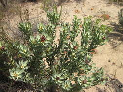 Image of Leucadendron loranthifolium (Salisb. ex Knight) I. Williams