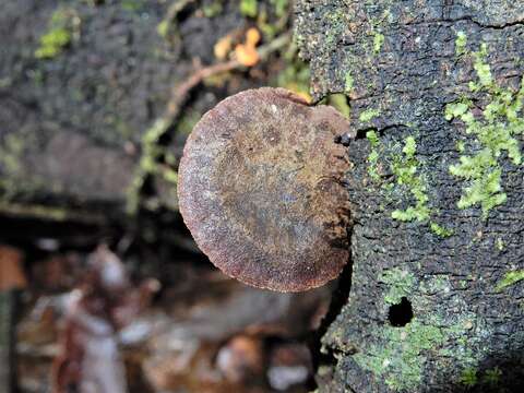 Image of Heimiomyces atrofulvus (G. Stev.) E. Horak 1971