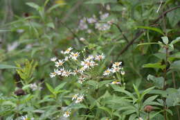 Sivun Eurybia furcata (E. S. Burgess) G. L. Nesom kuva