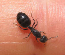 صورة Crematogaster peringueyi Emery 1895