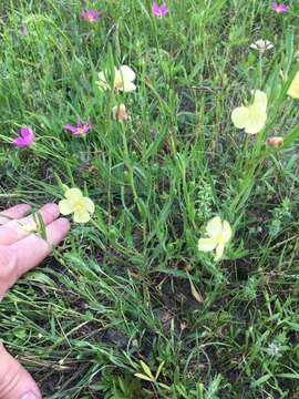 Oenothera spachiana Torr. & Gray resmi